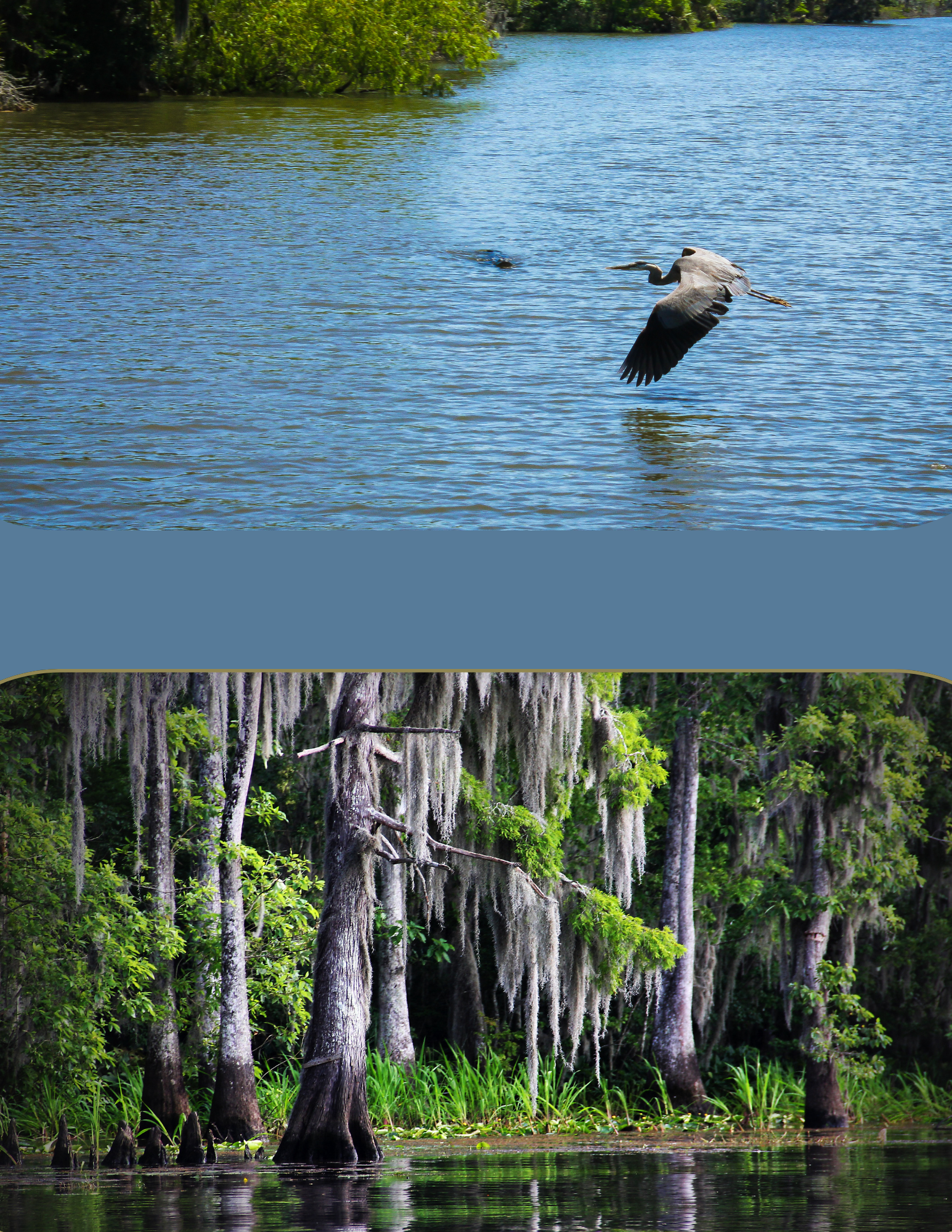 Split screen image showing Louisiana swamp and pelican