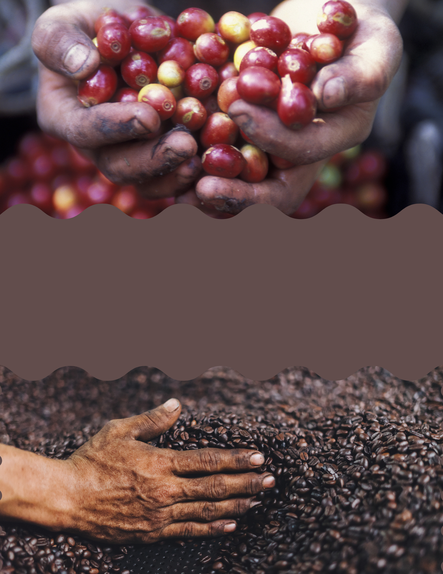 Split image of Honduran hands holding and separating coffee beans