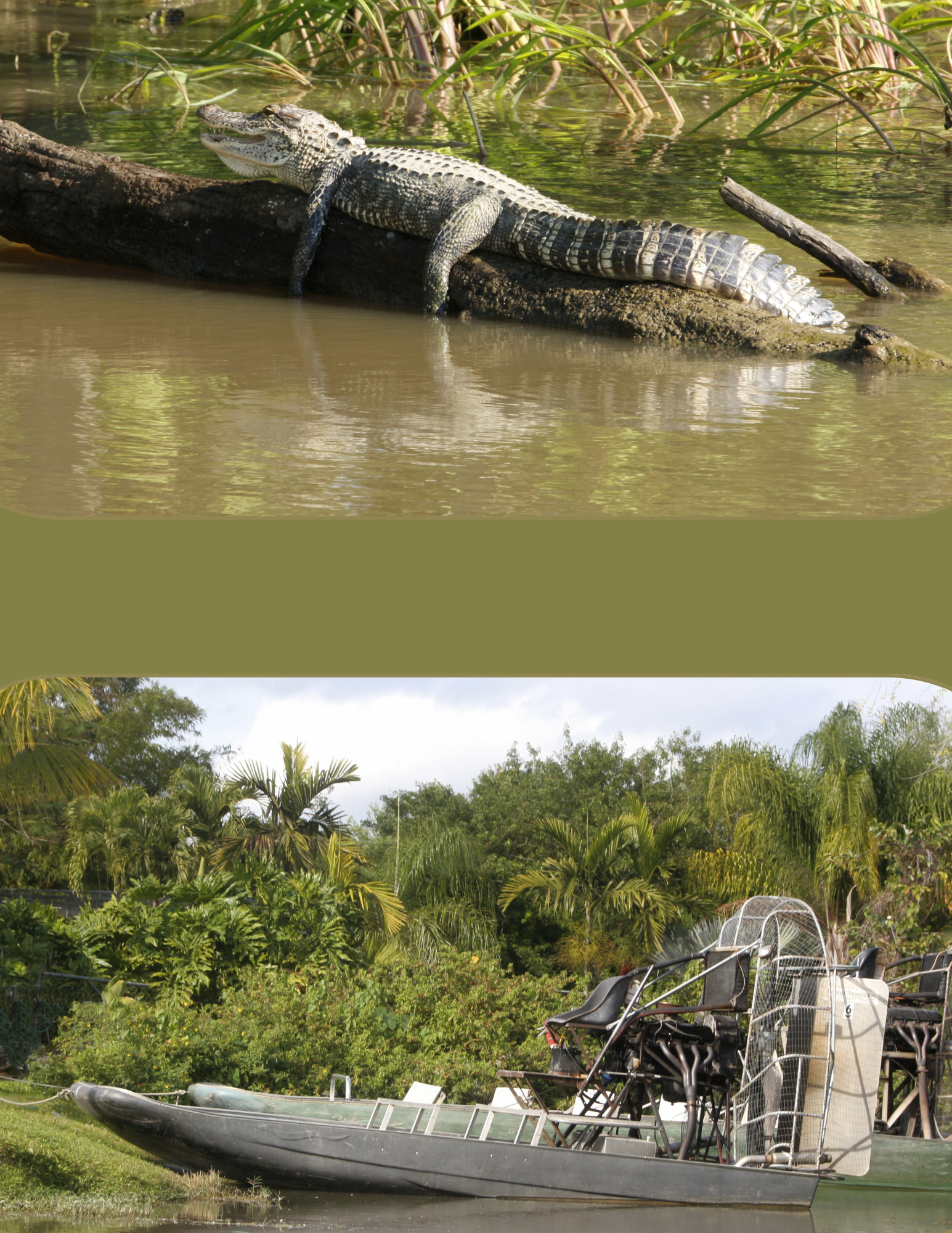 Split screen showing an alligator sunbathing and swamp boat.
