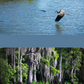Split screen image showing Louisiana swamp and pelican