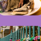 Split screen image of a king cake slice with the baby visible and Mardi Gras beads on  a fence